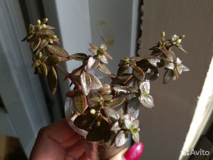 Суккуленты разные