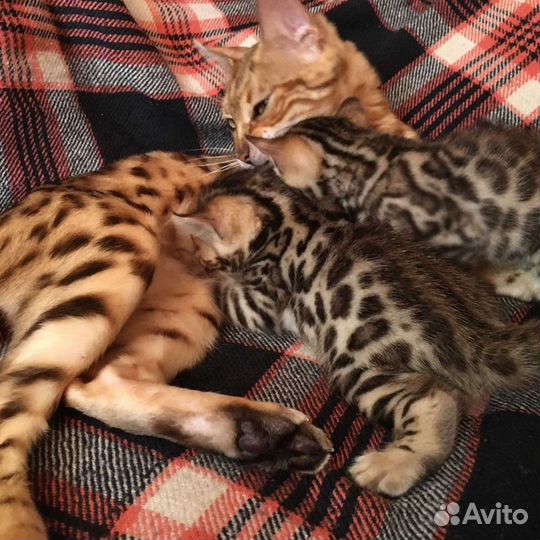 Бенгальский котик