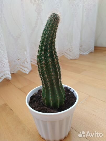 Кактус эхинопсис