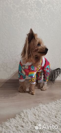 Одежда для собак мелких пород