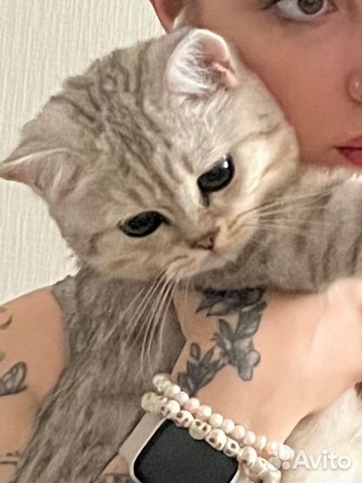 Котик шотландец вязка