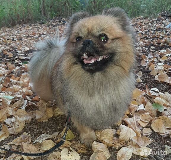 Передержка собак и кошек