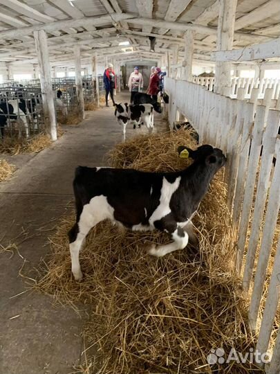 Бычки телята