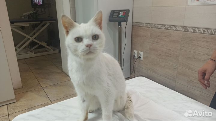 Кошка Сима - гарант спокойствия