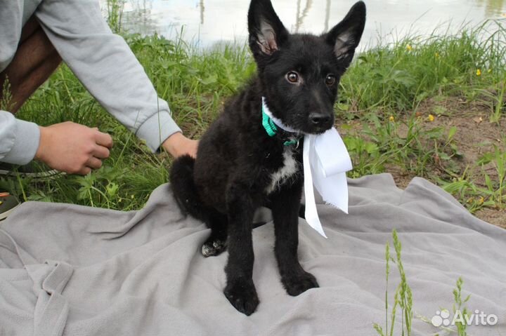 Щенята овчарята в добрые руки