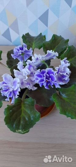 Фиалки детки