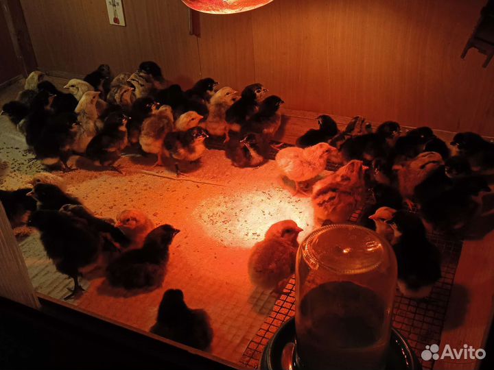 Петухи Джерсийский гигант,Борковская Борвистая