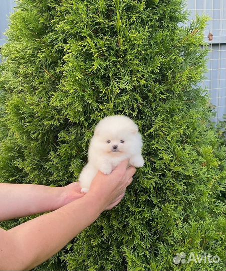 Белые мини померанского шпица