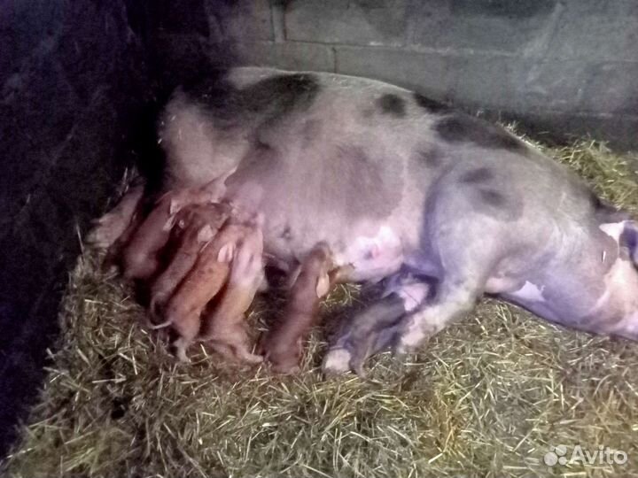 Пьетрен-см-1