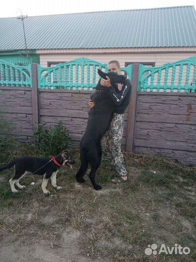 Щенки восточноевропейской овчарки