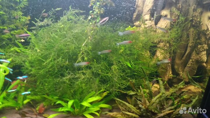 Яванский мох для аквариума