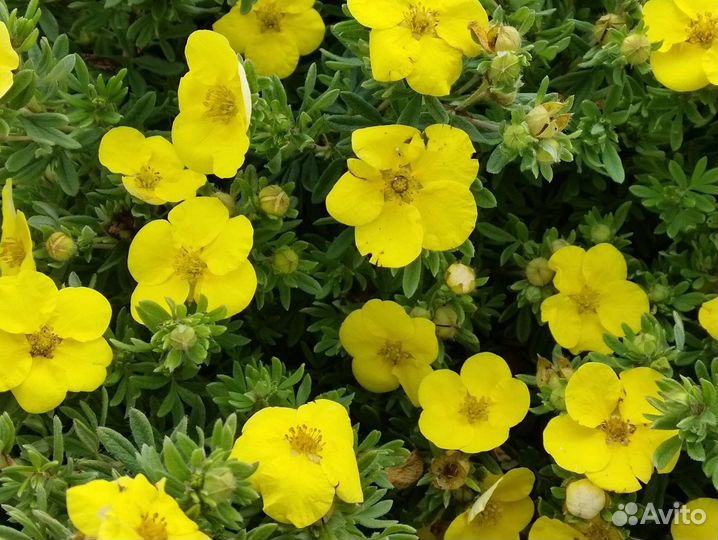 Лапчатка кустарниковая