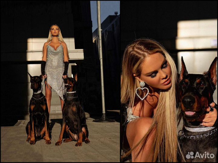 Аренда Добермана для съёмок и фотосессий