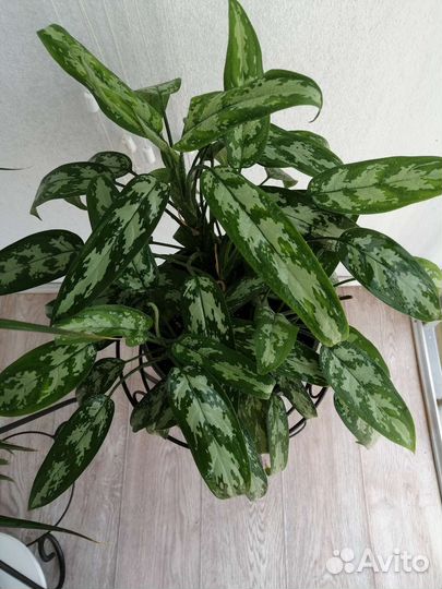 Аглаонема Трейба