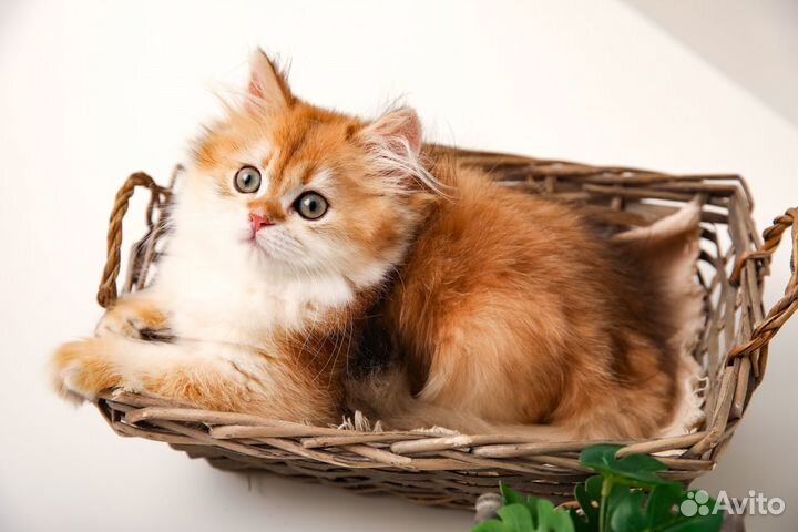 Британский золотой кот ny11