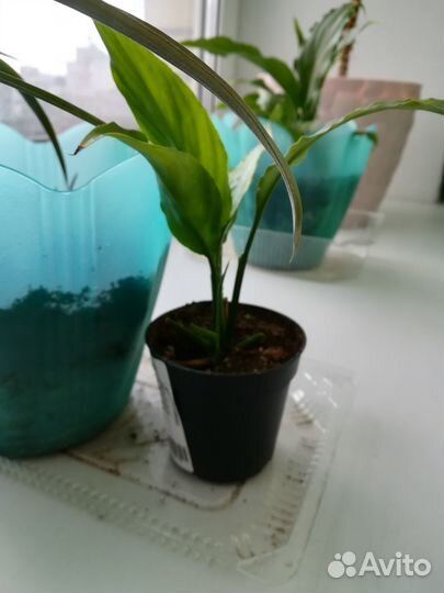 Спатифиллум (женское счастье)