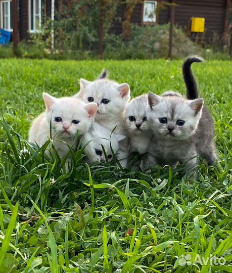 Шотландские котята