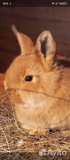 Кролики мясных пород фландр