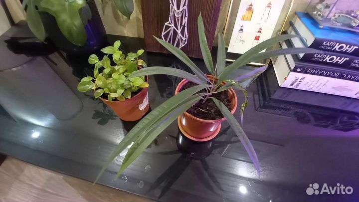 Комнатные растения