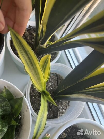 Сансевиерии редкие сорта