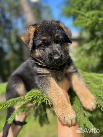 Немецкая овчарка