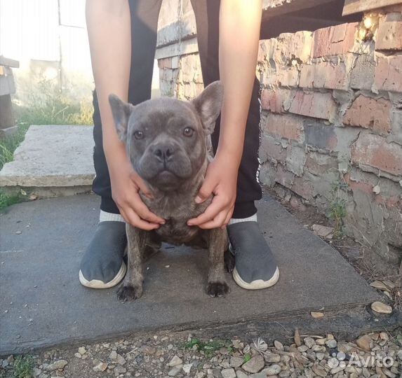 Французский бульдог девочка