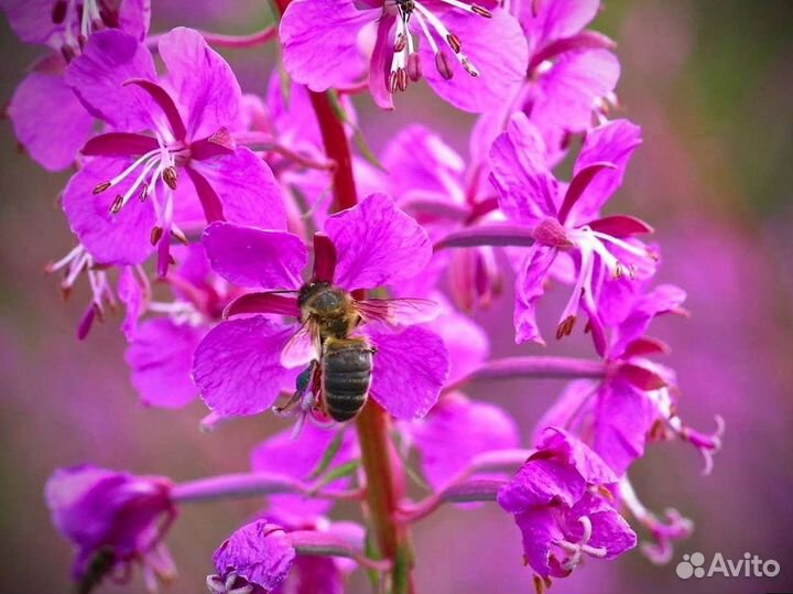 Иван-чай гранулы, лето 2023, один кило