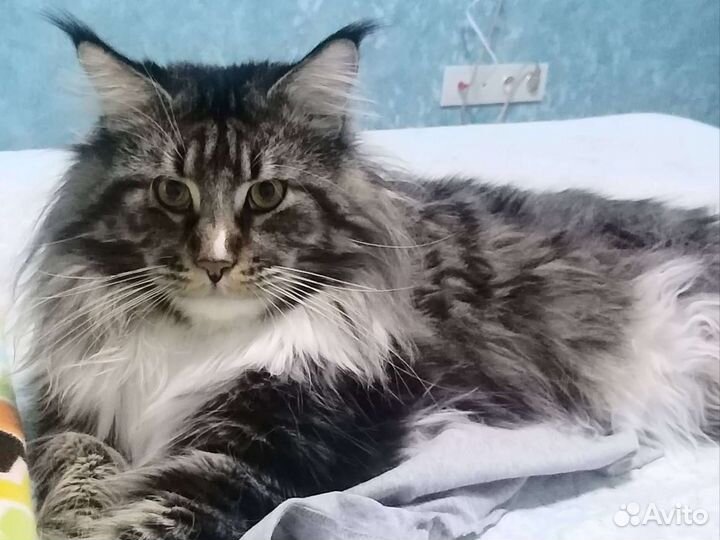 Домашние животные кошки
