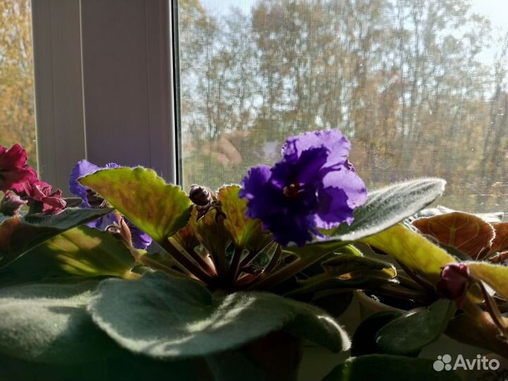 Фиалка цветущая в горшке. Сорт Река Волга