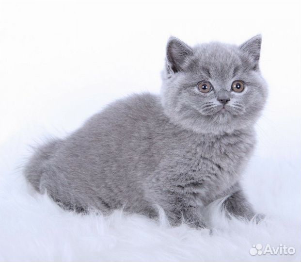 Британцы
