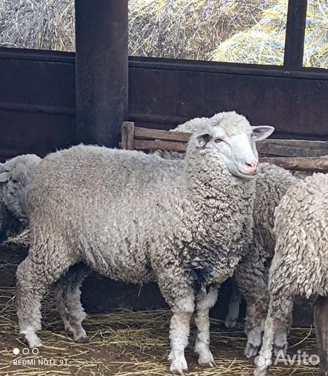 Овцы бараны