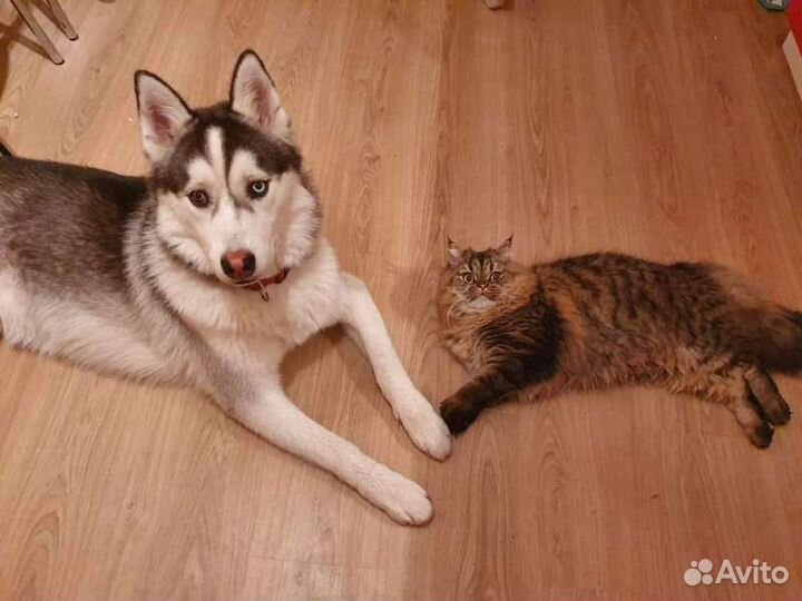 Передержка собак и кошек