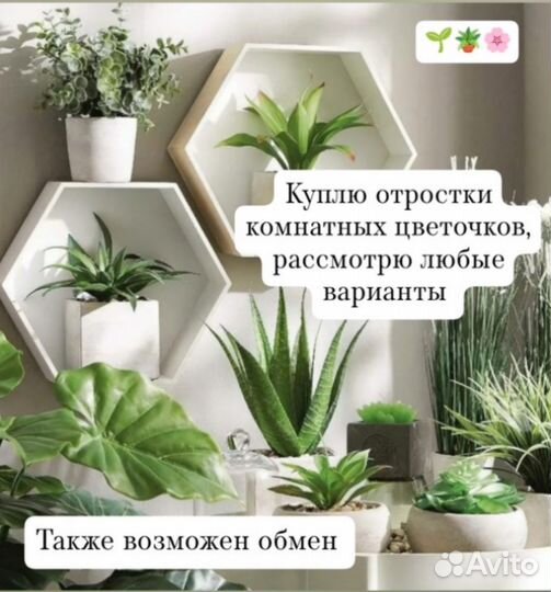 Отростки комнатных растений
