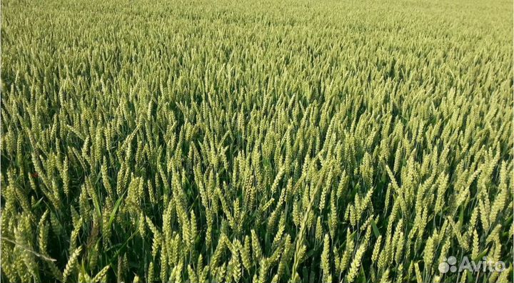 Зерно пшеница ячмень