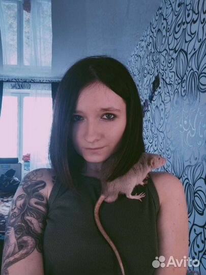 Передержка животных