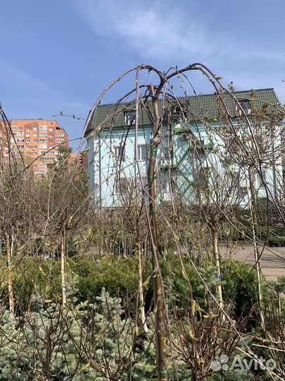 Береза youngii на штамбе