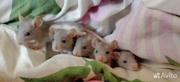 Крыса декоративная