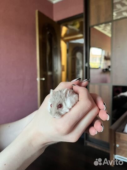 Джунгарский хомяк с клеткой бесплатно