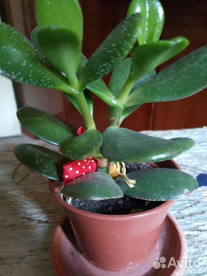 Денежное дерево