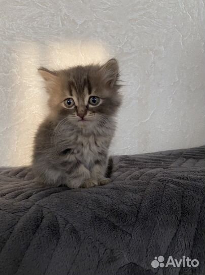 Отдам пушистого комочка