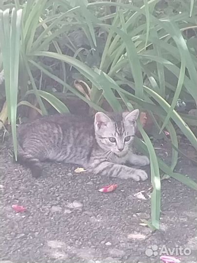 Котята в добрые руки бесплатно