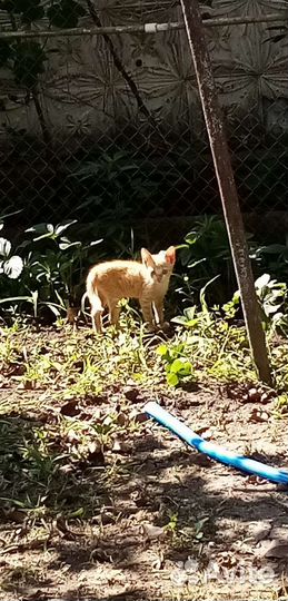 Кошка в дар бесплатно