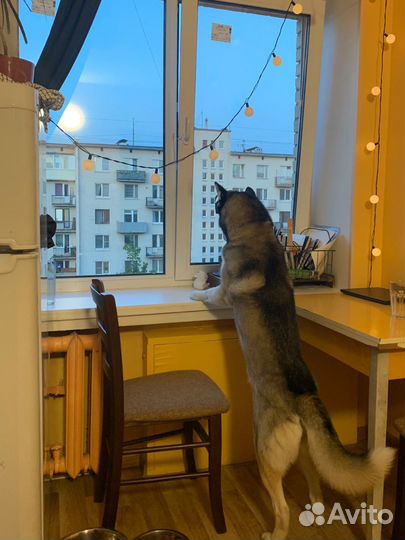 Выгул и передержка собак в Красногвардейском р-не