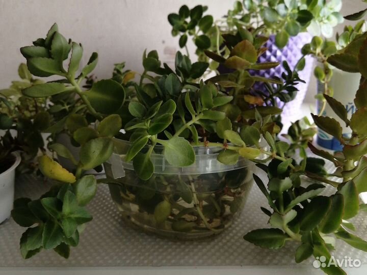 Отростки каланхоэ