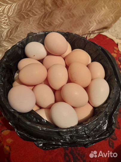 Бойцовые куры с цыпля.индо утки