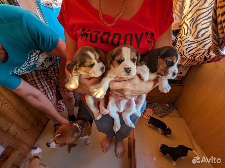Щенки Бигль