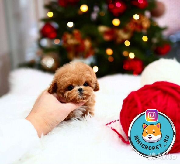 Мальтипу Микро Импорт из Кореи