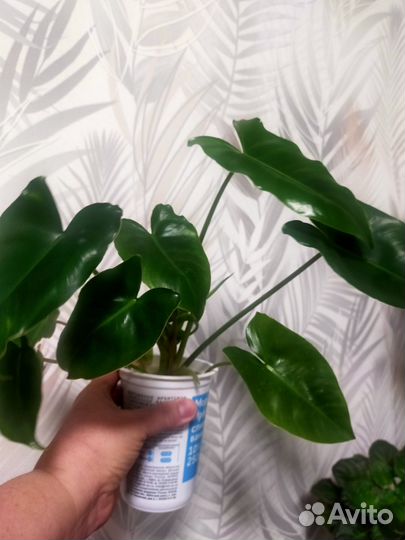 Филодендрон Бурле Маркс