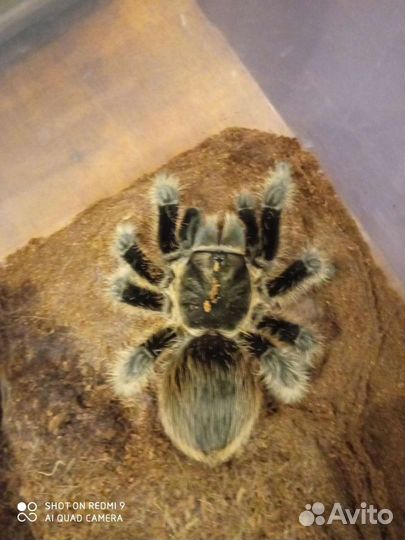 Lasiodora parahybana