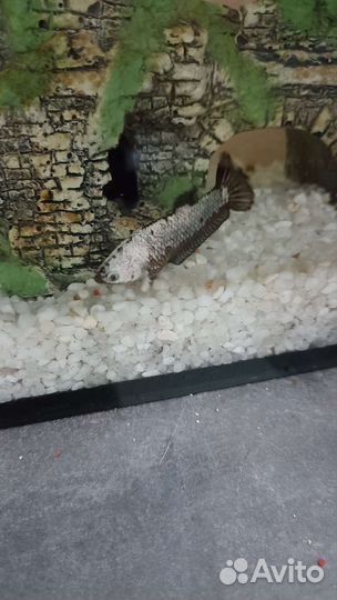 Самки петушка